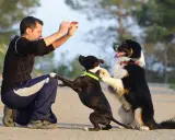 Man ger en high five hund. Två hundar hoppar upp mot mannen som sitter på huk.