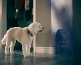 En vit, lockig hund med orange halsband står ensam i en hall och verkar vilja yla.
