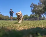 Glad hund springer mot kameran i en park, med en person som springer i bakgrunden.