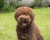 En glad, lockig brun hund, en perfekt allergifri hund, sitter i gräset och flämtar.