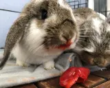 Två kaniner med röd paprika på nosen. De verkar ha njutit av sitt snack.