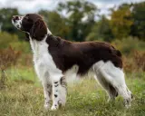 En stolt springer spaniel står i gräset, redo för äventyr.