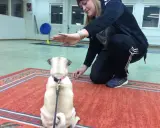 En kvinna tränar sin mops på en viltspårskurs. Hunden sitter på en matta och tittar upp mot kvinnan som ger den en godbit.
