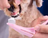 En person borstar tänderna på en hund med en rosa tandborste och vit tandkräm.