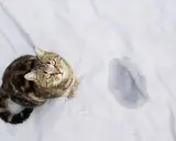 En randig katt sitter bredvid en pöl på ett vitt lakan. Hur mycket kissar en katt?