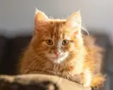 En fluffig, orange katt med stora ögon tittar fram. Den ser ut som en liten lavendel katt i solljuset.