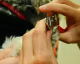 Händer klipper en hunds pulpa.