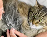 En person klipper tovor ur en långhårig katts päls. Katten har gröna ögon och tittar mot kameran.