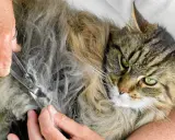 En person klipper försiktigt tovor ur en långhårig katts päls. Katten har gröna ögon och ser lite skeptisk ut.