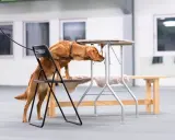 En brun hund klättrar på en stol för att nå en låg bordsskiva, fokuserad på sitt nose work-uppdrag.