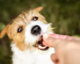 En söt hund får en godbit, kanske till och med kattmat till hund, från en hand.