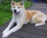 En ståtlig akita inu vilar på en träaltan, med grönskande buskar i bakgrunden.