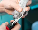 En person klipper en hunds långa klor med en klosax.