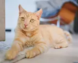 An orange tabby cat with bright yellow eyes lies on a rug, looking towards the camera.
