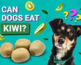 En nyfiken kiwi hund tittar på frukten. Kan hundar äta kiwi? Frågetecken svävar över hans huvud.