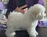 En fluffig bichon frisé står på ett bord, redo för en trimning.
