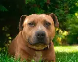 En brun amstaff kamphund vilar i gräset under ett träd.