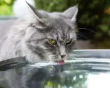 Grå katt med gula ögon dricker ur en skål. Det är inte tvångsvattna katt, utan en katt som njuter av sitt vatten.