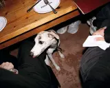 En vitkål hund sitter under ett träbord, med tallrikar med texten "PIZZA" och skor som syns i bakgrunden.