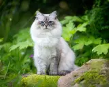 A fluffy Neva Masquerade cat with striking blue eyes sits on mossy rocks in a lush green garden.