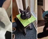 En svart katt med en grön duk runt halsen och en annan med en blå mössa. En tredje bild visar en svart katt som biter på sladdar.