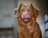 En brun hund med tungan ute, som om den vill prata med hundar.