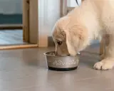 En söt golden retriever-valp mumsar i sig sitt monster valpfoder ur en skål med benmotiv.