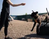 En hund hoppar över ett hinder på en hundträningsbana. En person sträcker ut handen för att uppmuntra hunden, ett perfekt sätt att aktivera hund på promenad.
