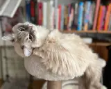 En fluffig katt med blå ögon ligger på en klösmöbel. Bakom syns en bokhylla. Denna katt påminner om stora kattraser.