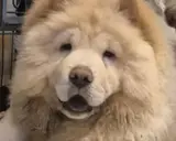 En fluffig chow chow med öppen mun och en blick som säger "ge mig en godbit".