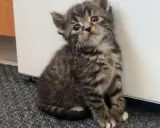 En söt, randig kattunge av rasen brittisk korthår tabby sitter på en grå matta och tittar upp med stora, nyfikna ögon.
