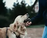 En person klappar en glad golden retriever utomhus. Kanske en ny chans för hunden, en omplacering som ger lycka.