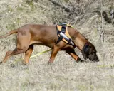 Brun hund med orange sele nosar i gräset, redo för anlagsprov.