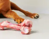 En brun hund ligger på golvet och tuggar på ett stort, rått ben.