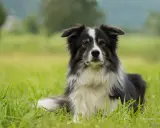 En vacker border collie vilar i det höga gräset, redo för nästa äventyr.