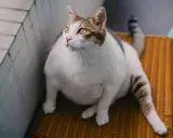 En tjock katt med vita och bruna markeringar sitter på en orange stol och tittar uppåt.