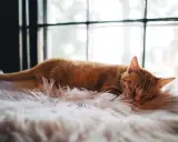 En orange katt sover djupt på en fluffig vit matta. Den drömmer säkert om hur mycket sover en katt, kanske 16 timmar om dygnet.