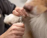 En person klipper försiktigt klorna på en mjuk valp med en klotång.