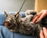En liten kattunge som verkar ha svårt att kissa ligger på någons knä.