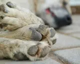 En hund sover på stenplattor. Tassarna är i fokus, med synliga klor. Hur många klor har en hund? Vanligtvis fem på framtassarna och fyra på baktassarna.