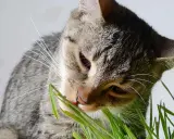 En randig katt tuggar på gräs, kanske för att lindra magen eller för att det är gott. Den verkar njuta av sin lilla måltid.