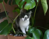 En kattunge gömmer sig bland stora gröna blad, som om den utforskar en djungel av blommor som katter tål.