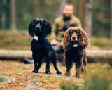 Två cocker spaniel i skogen, en svart och en brun. Båda bär halsband med ljus.