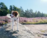 En glad hund står på en sten med ljungfält och träd i bakgrunden.
