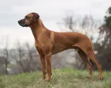 A Rhodesian Ridgeback dog stands alert on a grassy hill, looking to the left.