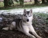 En siberian husky med isblå ögon vilar på marken nära ett gammalt, förfallet **siberian husky barn**.