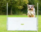 En australisk herdehund hoppar över ett hinder i agility. Denna hundras är känd för sin snabbhet och intelligens.