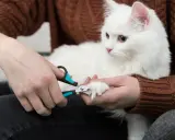 Person trimming a white cat's claws with nail clippers.
