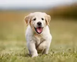 En glad golden retriever-valp springer över en gräsmatta. Valpens vikt är perfekt för dess ålder.