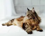 En ståtlig maine coon med gyllene ögon och en yvig päls ligger utsträckt på ett vitt trägolv.